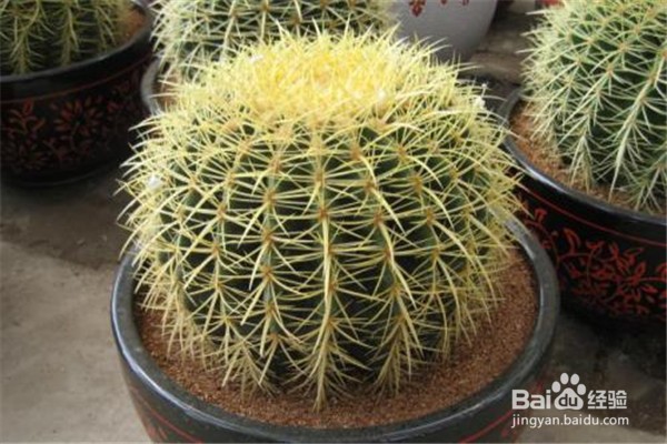 仙人掌的养殖方法和注意事项