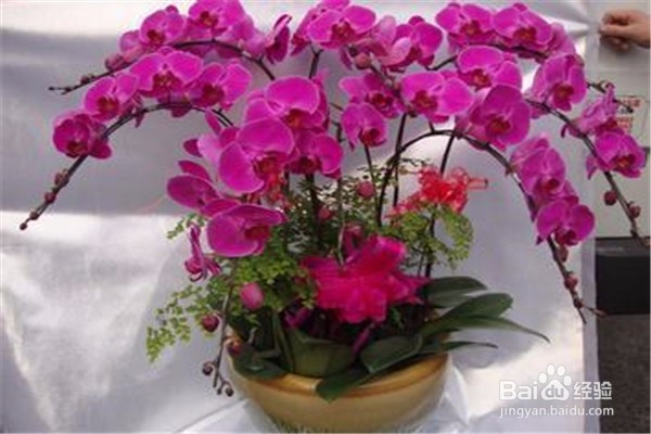 蝴蝶兰的养殖方法和注意事项都有什么？