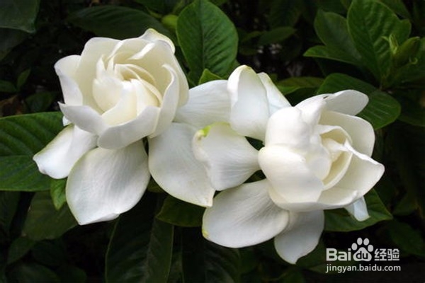 栀子花的养殖方法和注意事项有哪些?