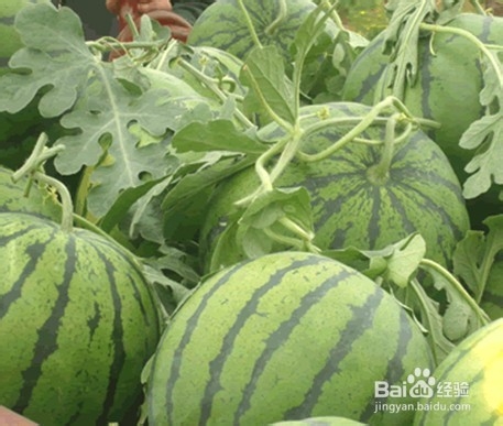 准妈须知：防止孕妇生病的食物