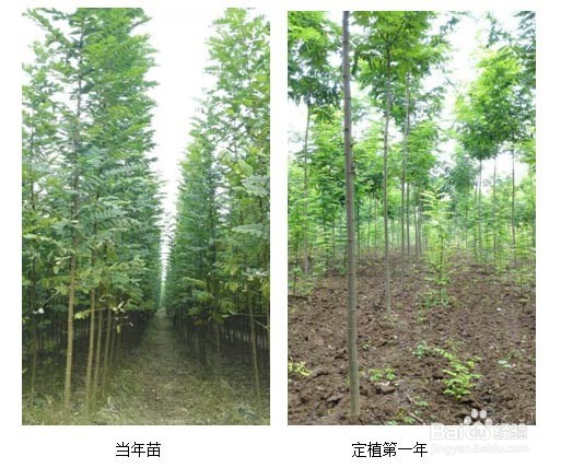 新疆种什么树赚钱