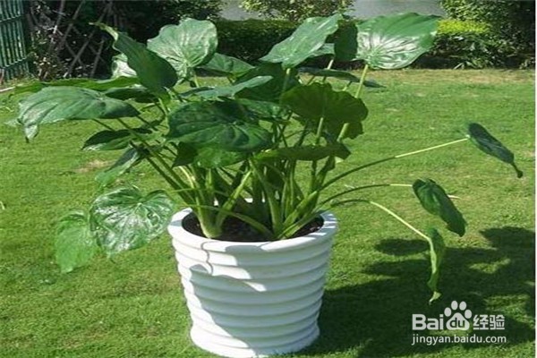 滴水观音的养殖方法和注意事项有哪些？