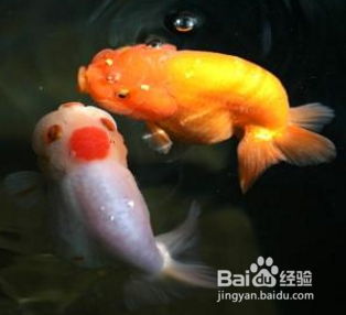 如何饲养新近购买的金鱼