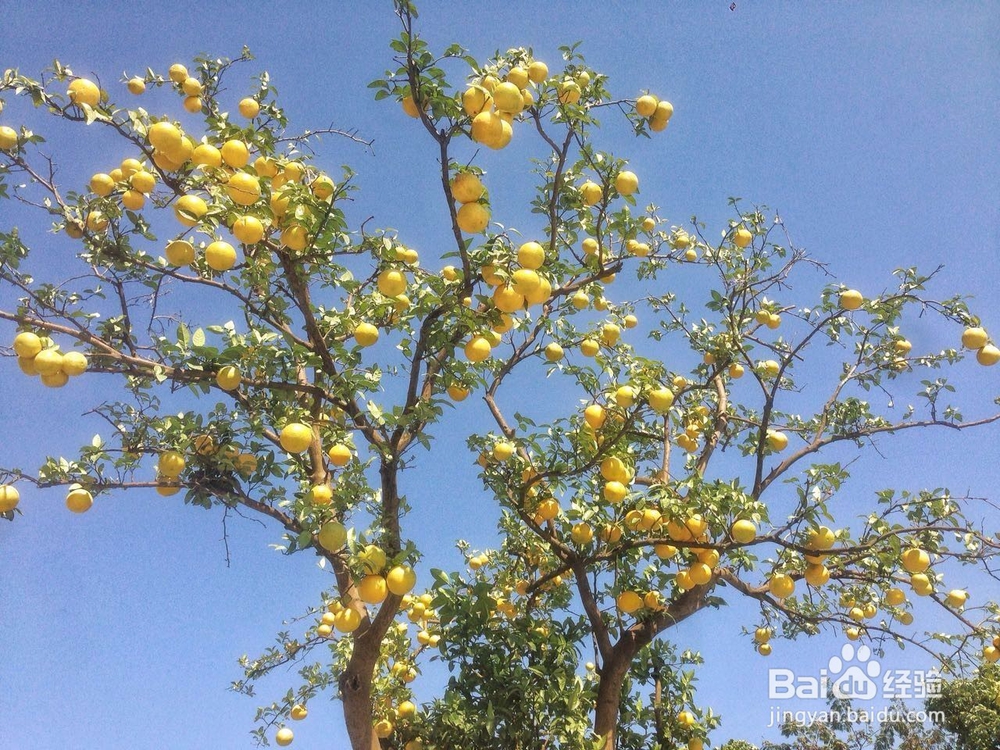 怎么拍摄秋季硕果累累的照片作品