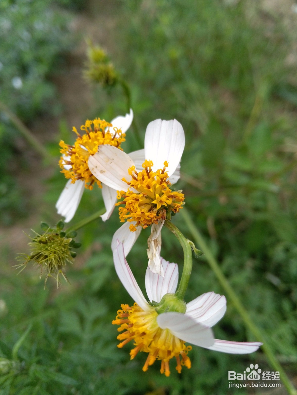拍照对角线构图的方法