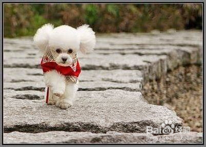 狗狗游泳后要注意清洁