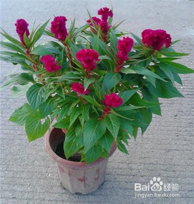 鸡冠花的养殖方法