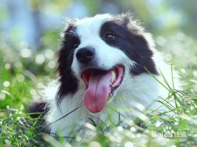 怎么轻松打造高颜值汪星人？