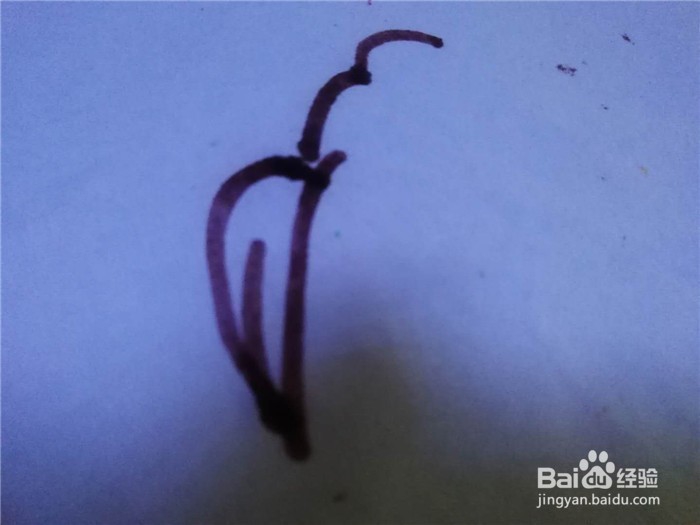 怎么样用简笔画画鹦鹉