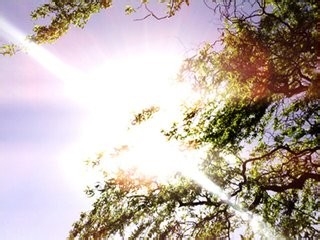 新茶怎样保存？