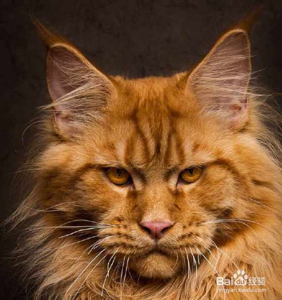 缅因猫不能吃什么 绝对禁食的食品