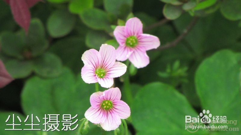 如何批量给图片添加水印