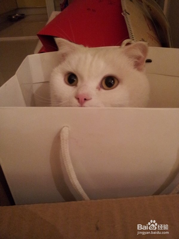 为猫咪打造玩耍天堂