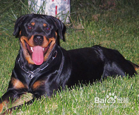 罗威纳之秘密档案