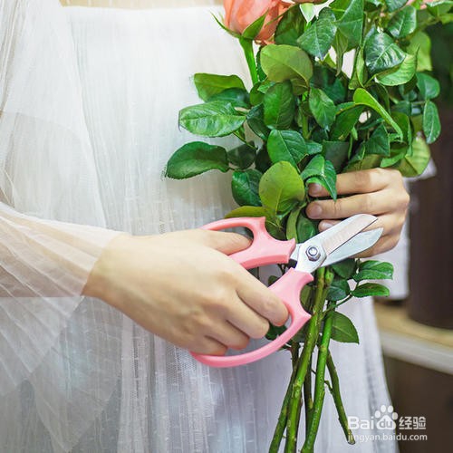 玫瑰花修剪方法