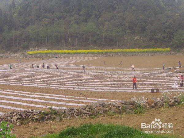 怎样铺设地膜栽秧苗