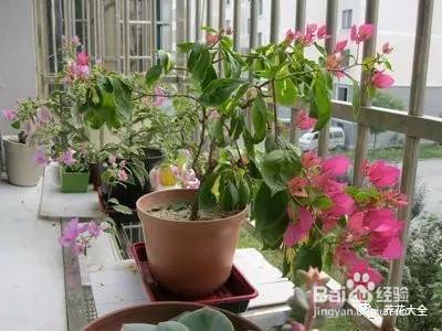 这几个夏季养花小妙招,我只偷偷告诉你!