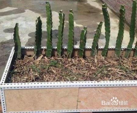 路边剪个枝，插土里就活，1年结果200个