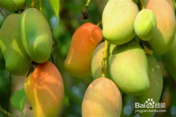 吃芒果能够以给身体带来的8个好处