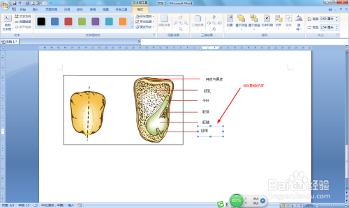 玉米各部位的结构图怎样在word中制作