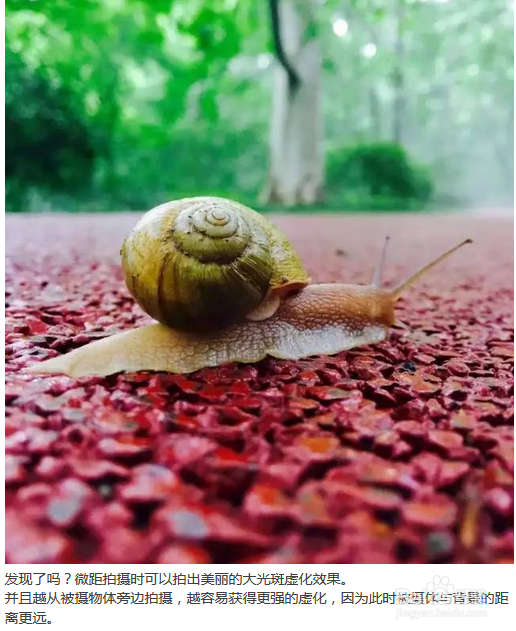 手机摄影微距技能 经验