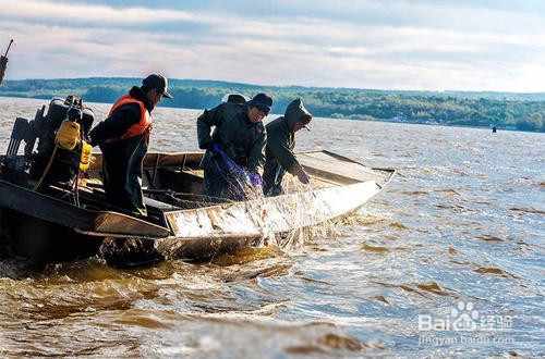 如何挑选大马哈鱼
