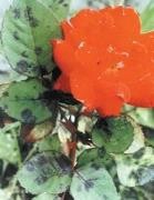 怎样防治月季黑斑病