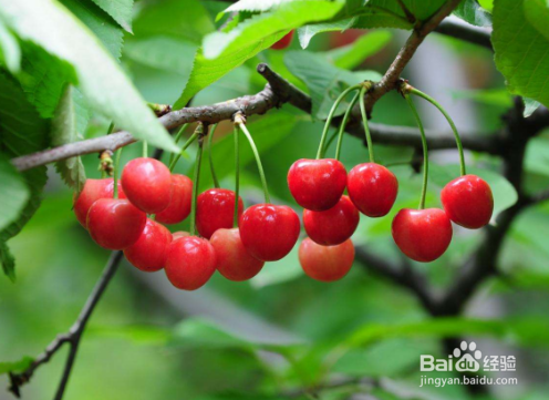 怎么清洗和挑选樱桃