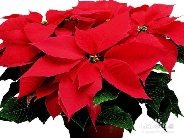 卧室可以养殖一品红吗？