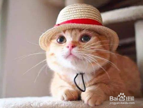 猫咪搬家后食欲不振，猫咪搬新家后食欲下降