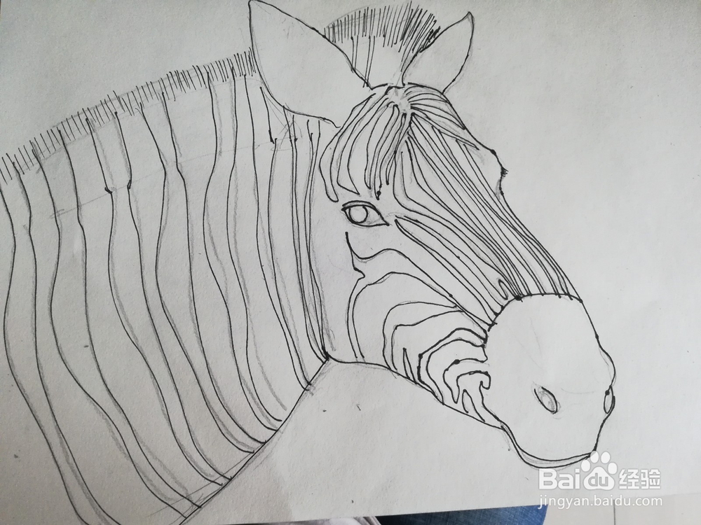怎么画斑马的线描创意画