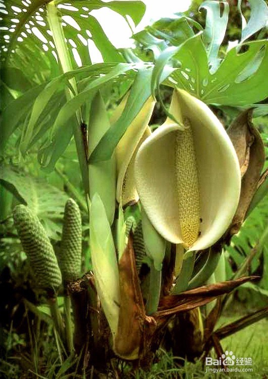 那些植物是可以吸收甲醛的？