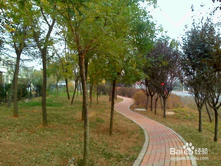 怎样拍秋风扫落叶的画面