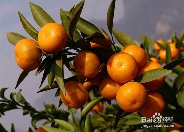 影响砂糖桔甜度的主要因素及膨果增甜着色的方法
