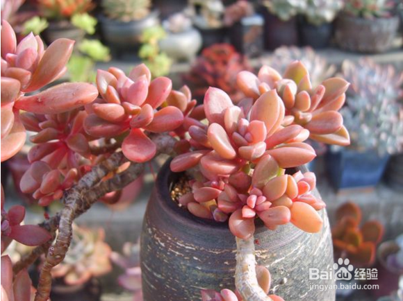 多肉植物养殖技巧