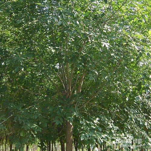 石蜡盆栽灌溉方法有哪些?