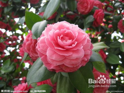 茶花施肥应注意的哪些问题