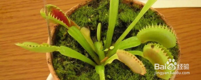 食蝇草怎么养护