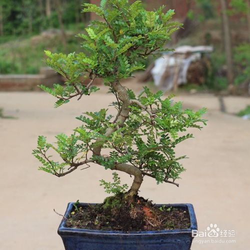 清香木盆栽方法有哪些 百度经验