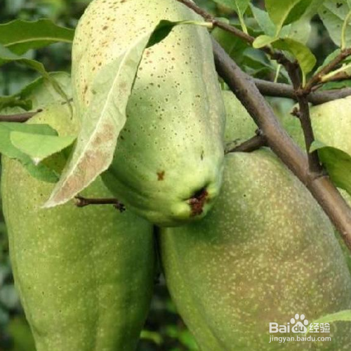 皱皮木瓜的培育方法和注意事项