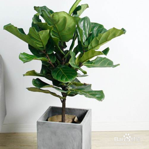 琴叶榕掉叶子怎么办?