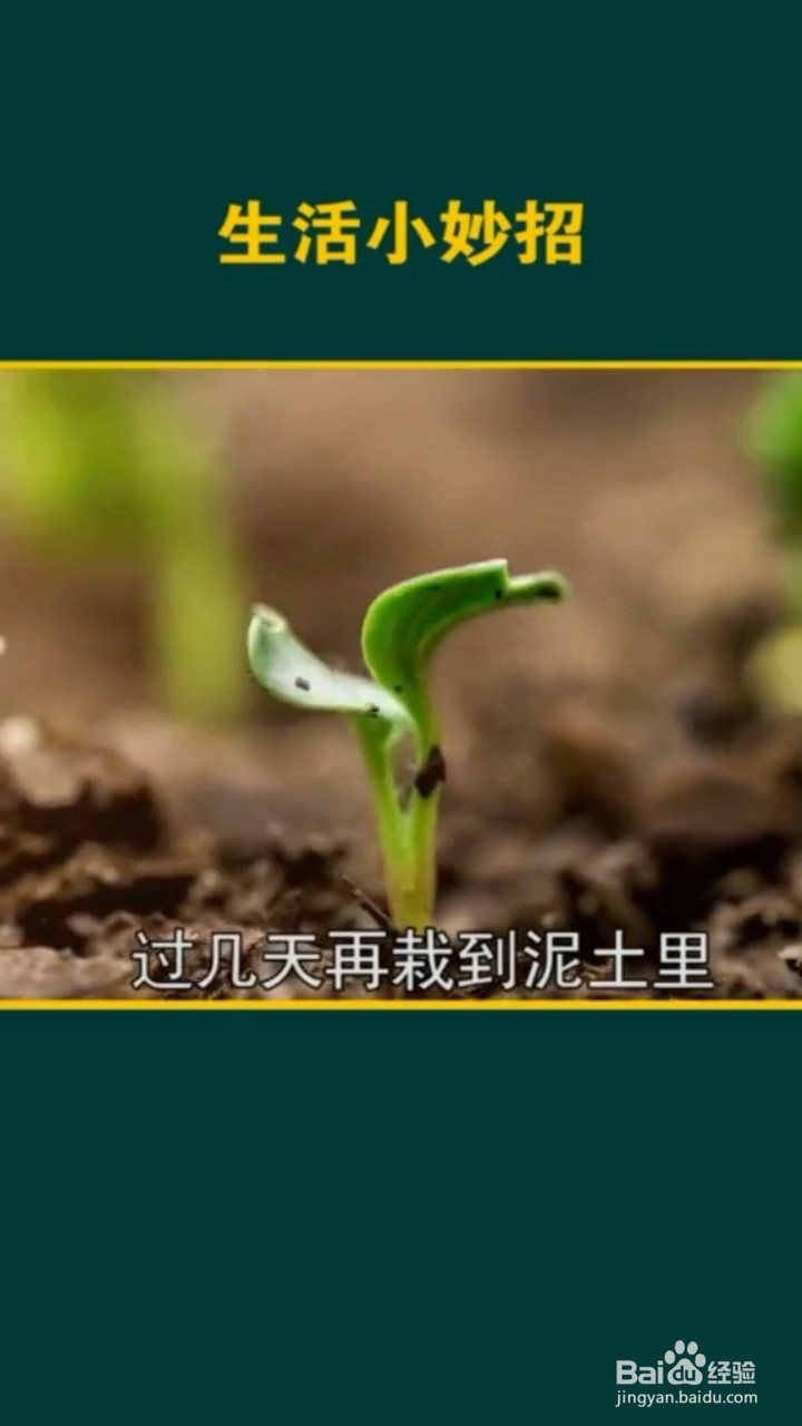 植物种植的小妙招