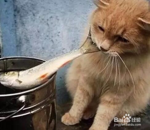 怎么自制给猫吃的饭