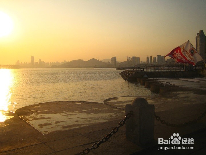 海边为什么要养鸽子