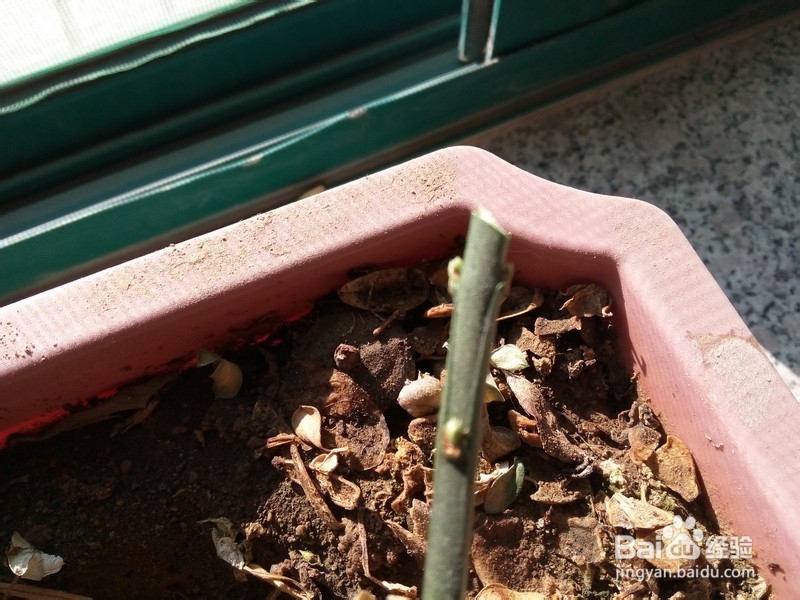 给小花整枝的技巧和原则