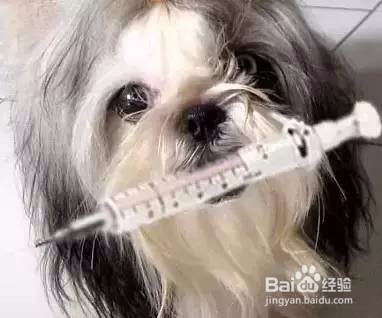 <b>犬瘟热的一般性治疗方法</b>