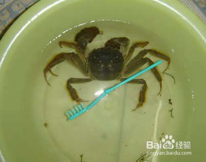 螃蟹要怎么清洗