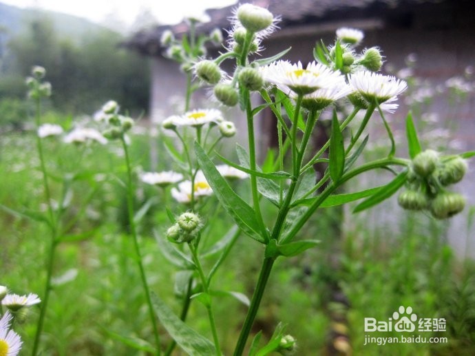 微信陌陌GaGa怎么开始与美女话题聊天