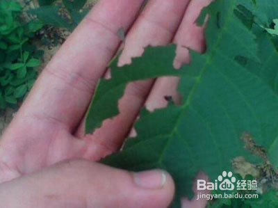 核桃树上虫子蛰了怎么办