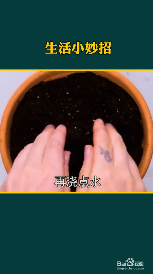 生活小妙招之种植小妙招